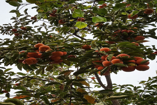 برداشت خرمالو در شهریار  