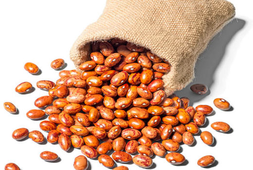 آغاز برداشت مزارع حبوبات در شهرستان ایلام