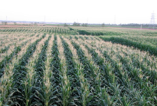 کشت ذرت علوفه ای در ۲۴ هزار هکتار از مزارع کشاورزی استان قزوین