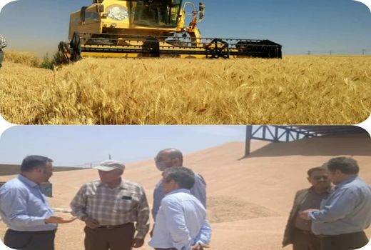 خرید تضمینی بیش از۵۰ هزارتن گندم توسط شبکه تعاون روستایی خراسان رضوی