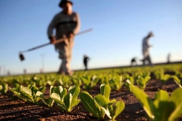 آغاز طرح تشدید نظارت بر بازار محصولات کشاورزی ویژه شب یلدا در آذربایجان غربی
