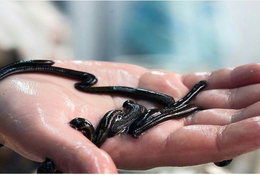 سازمان شیلات به‌دنبال تدوین دستورالعمل صادرات زالو