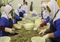 میگوی گمیشان از مزرعه تا بسته‌بندی در گلستان