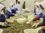 میگوی گمیشان از مزرعه تا بسته‌بندی در گلستان