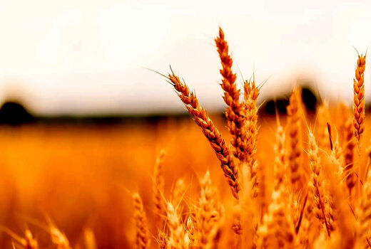 آغاز کشت گندم در حمیدیه