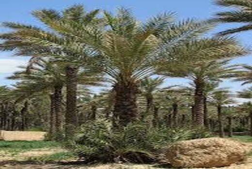برگزاری کلاس آموزشی اهمیت خرید نهال خرما کشت بافتی سالم و استاندارد در بخش گلباف