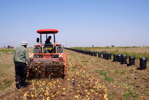 برداشت بیش از ۶۱ هزار تن سیب‌زمینی از مزارع آذربایجان‌غربی