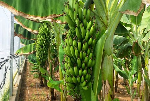 برای اولین بار 6500 کیلوگرم موز در داراب تولید شد