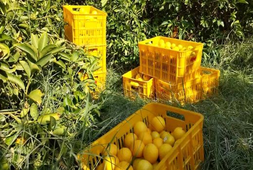 تولید بالغ بر یک میلیون تن مرکبات در استان فارس