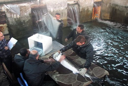 تعیین جنسیت ماهیان خاویاری به روش اولترا سونوگرافی در فارس