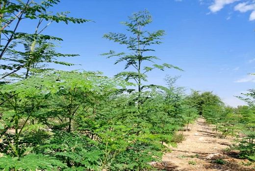 بزرگترین مزرعه مورینگای فارس گواهی 
