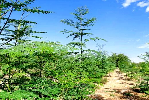 بزرگترین مزرعه مورینگای فارس گواهی 