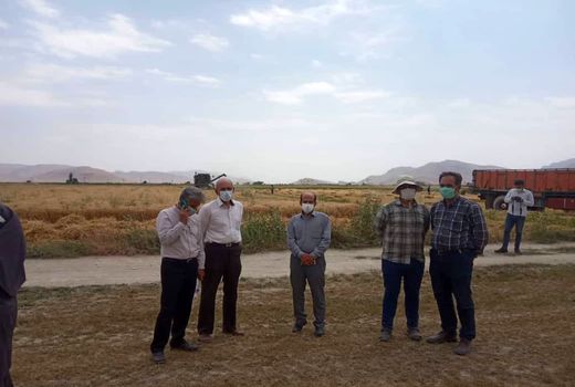 اجرای عملیات کیل گیری از مزارع گندم آبی بخش گندمان