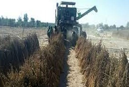 افزایش 30 درصدی تولید کنجد