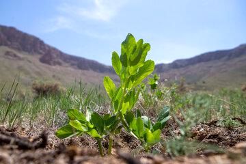 کشت گیاهان دارویی در خشکسالی، بهترین موقعیت کشاورزی است