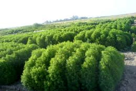 کاشت کوشیا برای اولین بار در استان فارس