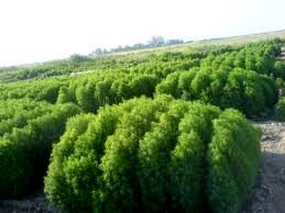 کاشت کوشیا برای اولین بار در استان فارس