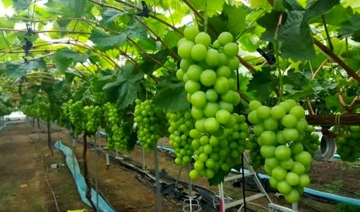 انگور گلخانه‌ای؛ راهکاری برای تنظیم بازار، عرضه نوبرانه و افزایش درآمد باغداران