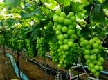انگور گلخانه‌ای؛ راهکاری برای تنظیم بازار، عرضه نوبرانه و افزایش درآمد باغداران