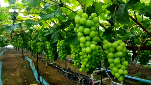 انگور گلخانه‌ای؛ راهکاری برای تنظیم بازار، عرضه نوبرانه و افزایش درآمد باغداران