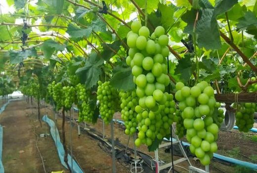 انگور گلخانه‌ای؛ راهکاری برای تنظیم بازار، عرضه نوبرانه و افزایش درآمد باغداران