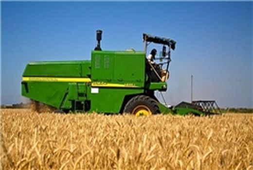 تولید 70 هزار تن گندم از مزارع کازرون