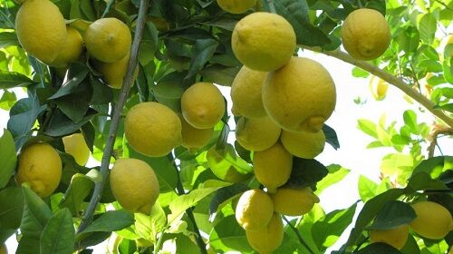 فارس قطب تولید لیمو شیرین کشور 