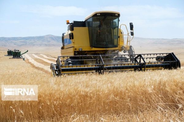 برداشت گندم از کشتزارهای استان کردستان آغاز شد
