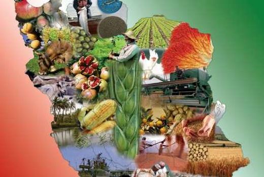 «کشاورزی دانش بنیان، تولید ملی و امنیت غذایی» شعار امسال هفته جهاد کشاورزی