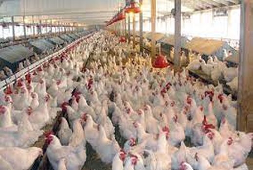 فعالیت 133 واحد تولید مرغ گوشتی در شهرستان ارومیه