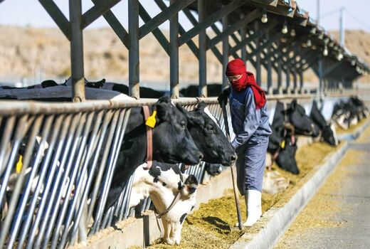 تاکید فعالان زنجیره تأمین نهاده‌های دامی بر تسریع انتقال کالا و تأمین مالی