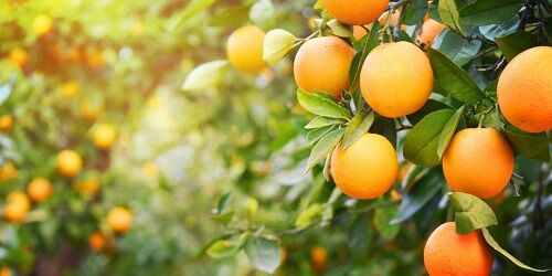 صدور 6500 حواله کود های یارانه دار در قیروکارزین 