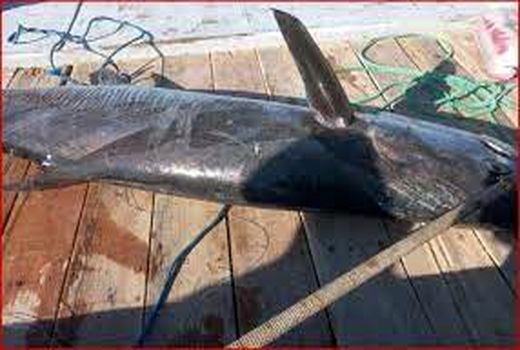 ممنوعیت ۶۰ روزه صید ماهی شیر در صیدگاه‌های خوزستان