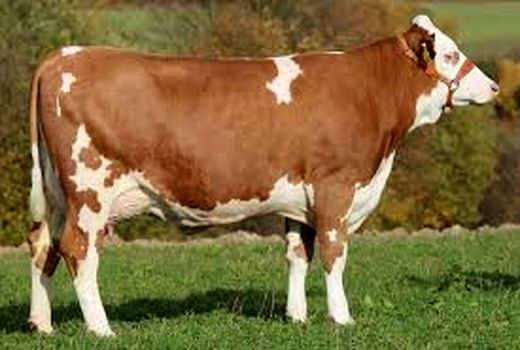 ضرورت احیای نژاد گاو جرسی در شرق استان کرمان