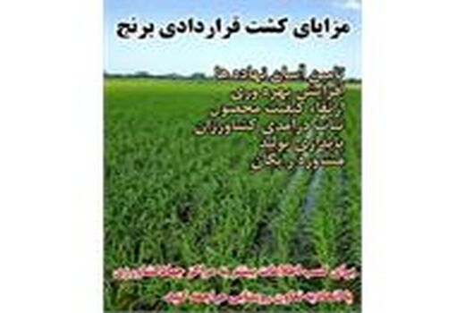  کشت قراردادی برنج در 5400 هکتار شالیزار بابل