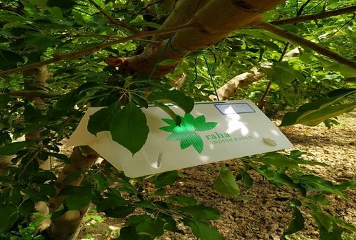 ایجاد سایت الگویی محصول گواهی شده سیب در مرودشت