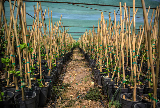 کشت گلخانه‌ای در قصرشیرین