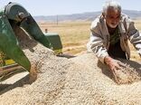 تاکنون ۳٠ هزار تن گندم از کشاورزان اصفهانی خریداری شده است
