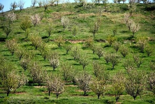 بهره مندی از مجوز تثبیت بنای غیر مجاز در باغات