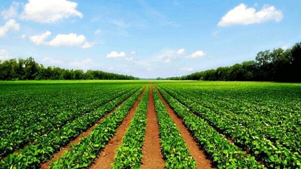 توجه کشاورزان به اطلاعیههای پیشآگاهی مانع از خسارات اقتصادی و محیط زیستی است