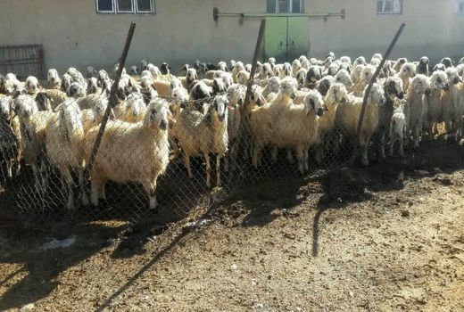 اجرای طرح اصلاح نژاد گوسفند بومی به نژاد رومانف در بخش فلارد