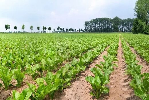 برنامه‌ریزی برای کشت ۱۷۰ هکتار چغندرقند پاییزه در فسا