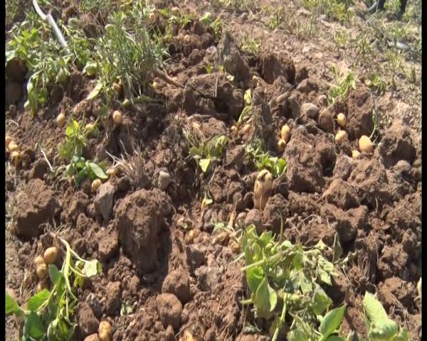 برداشت سیب زمینی در مزارع منطقه قلعه گوشه مهاباد