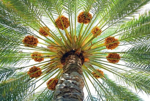 خُرمای فهرج در راه بازار
