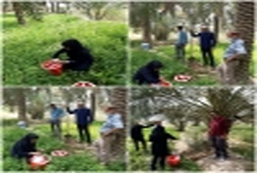 کاهش خسارت در نخلستان های شادگان با ردیابی سوسک سر خرطومی