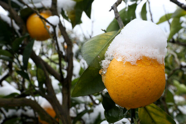 کاهش خسارت اقتصادی باغ‌ها با ارزیابی دقیق و اجرای توصیه‌های فنی پس از یخبندان