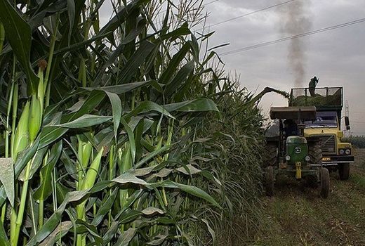 برداشت مزارع ذرت علوفه‌ای در بیضا 