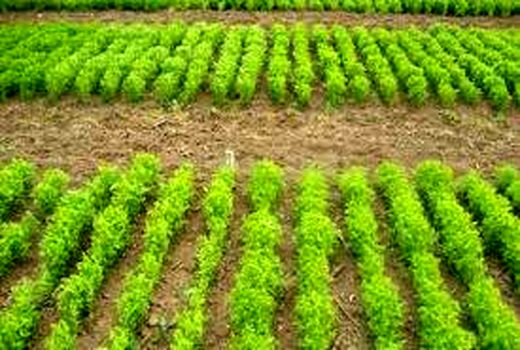 ۵۰۰ هکتار از مزارع کشاورزی استان زنجان زیر کشت انتظاری می رود