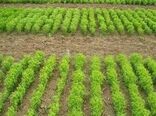 ۵۰۰ هکتار از مزارع کشاورزی استان زنجان زیر کشت انتظاری می رود