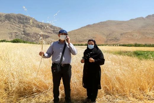 بررسی پراکنش علف هرز یولاف درمزارع گندم و جو در دشت اردل